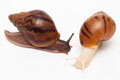 Achatina achatina achatina Nigeria F1 typ 2 albino body juvenil